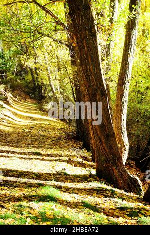 Ein Baum ist eine Pflanze mit einem holzigen Stamm, der in einer bestimmten Höhe vom Boden abzweigt. Stockfoto