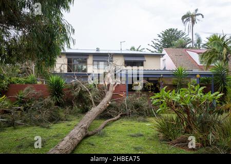 Freak Stürme über Sydney nördlichen Stränden, Baum am Narrabeen Lake fällt auf ein Haus Grundstück verursacht Schäden, Sydney, NSW, Australien Stockfoto