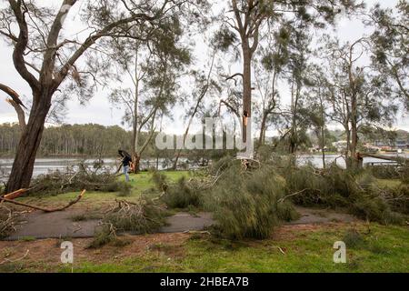 Die nördlichen Strände von Sydney wurden von einem Sturm getroffen, Stromleitungen heruntergefahren, Bäume niedergeschlagen, ein Todesfall, Bäume um den Narrabeen Lake entwurzelt, Narrabeen Area, NSW Stockfoto