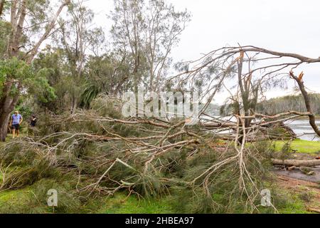 Die nördlichen Strände von Sydney wurden von einem Sturm getroffen, Stromleitungen heruntergefahren, Bäume niedergeschlagen, ein Todesfall, Bäume um den Narrabeen Lake entwurzelt, Narrabeen Area, NSW Stockfoto