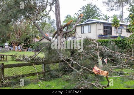 Sydney Nordstrände von Freak Sturm, Stromleitungen unten, Bäume unten, ein Todesfall, Bäume um Narrabeen Lake entwurzelt, Narrabeen Area, Australien Stockfoto