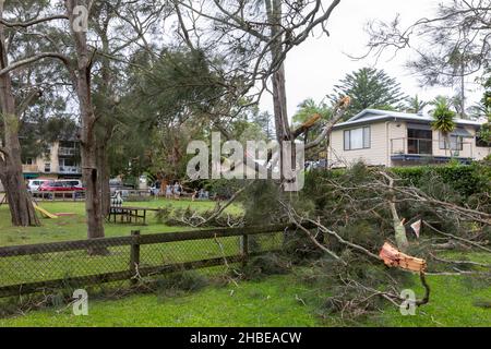 Die nördlichen Strände von Sydney wurden von einem Sturm getroffen, Stromleitungen heruntergefahren, Bäume niedergeschlagen, ein Todesfall, Bäume um den Narrabeen Lake entwurzelt, Narrabeen Area, NSW Stockfoto