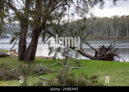 Die nördlichen Strände von Sydney wurden von einem Sturm getroffen, Stromleitungen heruntergefahren, Bäume niedergeschlagen, ein Todesfall, Bäume um den Narrabeen Lake entwurzelt, Narrabeen Area, NSW Stockfoto