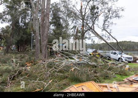 Sydney stürmt, stürmisches Wetter bringt einen Baum auf eine weiße Holden Ute neben dem narrabeen See in Sydney Northern Beaches, NSW, Australien Stockfoto