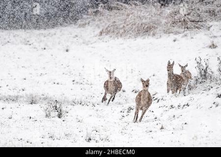 Wilde Alpen, Rehe unter Schneeflocken (Cervus elaphus) Stockfoto