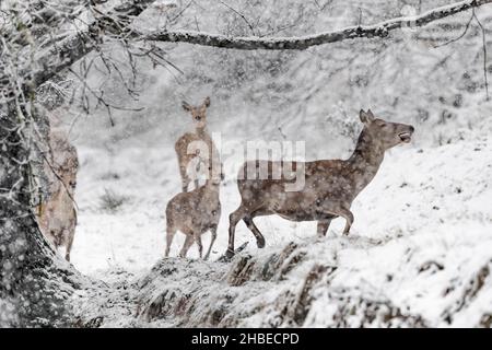 Wilde alpen, Rotwildweibchen unter Schneesturm (Cervus elaphus) Stockfoto