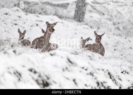 Wilde alpen, Rotwildweibchen unter Schneesturm (Cervus elaphus) Stockfoto