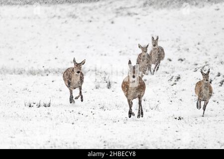 Von Angesicht zu Angesicht mit Hirsch-Weibchen unter Schneefall (Cervus elaphus) Stockfoto