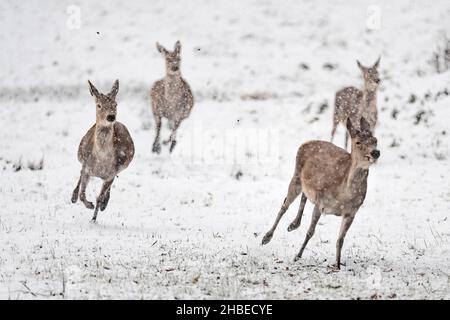 Wilde Alpen, Rehe unter Schneeflocken (Cervus elaphus) Stockfoto