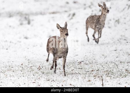 Von Angesicht zu Angesicht mit Hirsch-Weibchen unter Schneefall (Cervus elaphus) Stockfoto