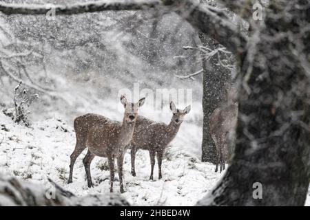 Hirsch Weibchen unter Schneesturm (Cervus elaphus) Stockfoto