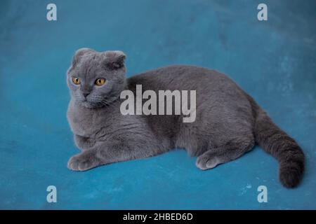 Graue schottische Falte Katze auf blauem Hintergrund Stockfoto