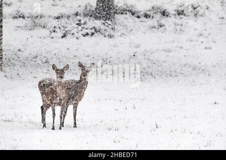 Hirsch Weibchen unter Schneesturm (Cervus elaphus) Stockfoto