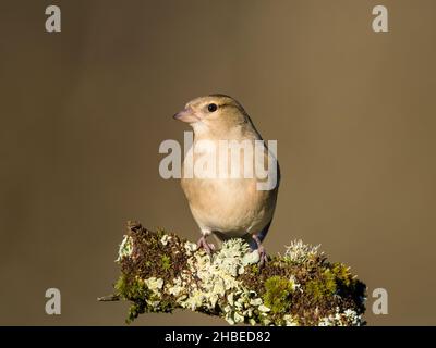 Weibliche buchfink Nahrungssuche in Mid Wales Stockfoto