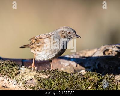 Dunnock, der kürzlich auf die rote Liste des Vereinigten Königreichs aufgenommen wurde und in der Mitte von Wales nach Nahrungssuche ging Stockfoto