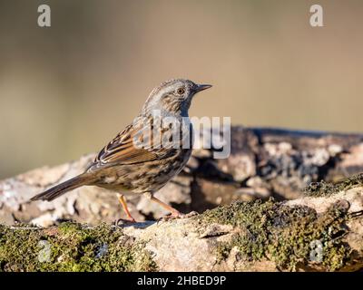 Dunnock, der kürzlich auf die rote Liste des Vereinigten Königreichs aufgenommen wurde und in der Mitte von Wales nach Nahrungssuche ging Stockfoto