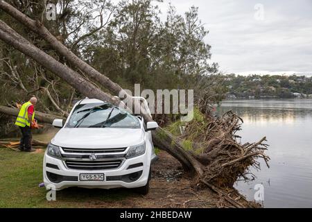 Ein verrückter Sommersturm trifft die nördlichen Strände von Sydney, den Narrabeen-See mit Bäumen und das Auto wird von einem fallenden Baum zerkleinert, Sydney, NSW, Australien Stockfoto