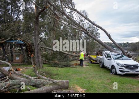 Ein verrückter Sommersturm trifft die nördlichen Strände von Sydney, den Narrabeen-See mit Bäumen und das Auto wird von einem fallenden Baum zerkleinert, Sydney, NSW, Australien Stockfoto