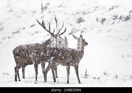 Hirschmännchen mit Weibchen unter Schneesturm (Cervus elaphus) Stockfoto