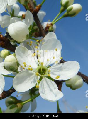 Kirschblüten im Frühling vor dem blauen Himmel, Dekorativer Garten an einem sonnigen Tag Stockfoto