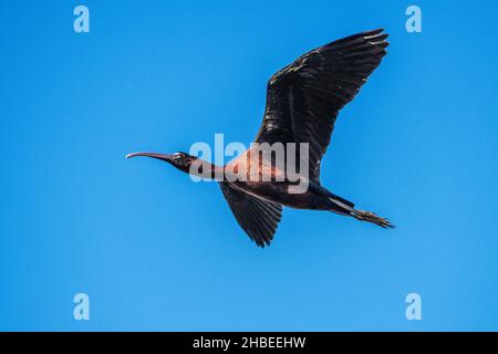 Hochglanz-Ibis (Plegadis falcinellus). Stockfoto