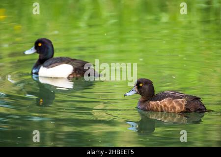 Tufted Duck oder Tufted Pochard (Aythya fuligula), Paar auf dem Wasser. Stockfoto