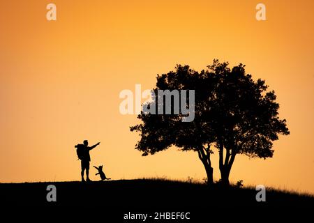 Birbirinden güzel Sülietler ve tekağaç modelleri. Stockfoto