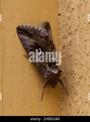 SILBER Y Autographa gamma wandernde Motte Stockfoto