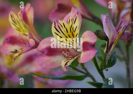 Eine Nahaufnahme von rosa und gelben peruanischen Lilienblüten Stockfoto