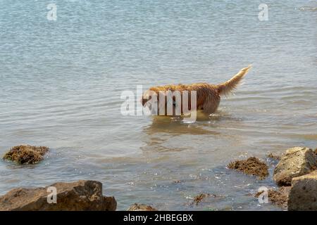 Hund am Meer Spaß im Wasser in der Nähe der Felsen Stockfoto