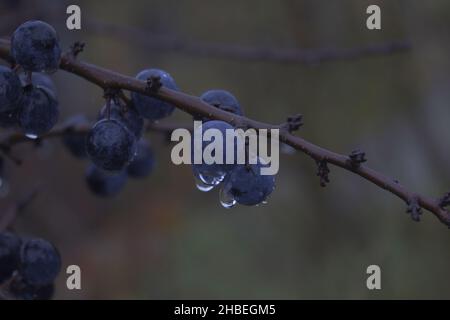 Eine Nahaufnahme von Blaubeeren, die bei regnerischem Wetter auf einem Zweig wachsen. Stockfoto