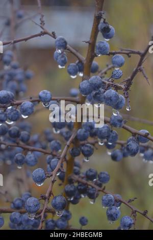 Eine vertikale Nahaufnahme von Blaubeeren, die bei regnerischem Wetter auf einem Zweig wachsen. Stockfoto