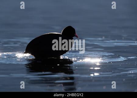 Eurasischer Coot (Fulica atra) im Rücklicht Stockfoto