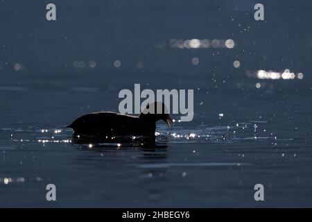 Eurasischer Coot (Fulica atra) im Rücklicht Stockfoto