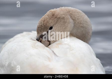 Der stumme Schwan (Cygnus olor) ruht Stockfoto