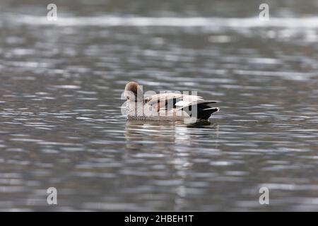 Ein erwachsener männlicher Gadwall (Mareca strepera), der sich aufreitet Stockfoto