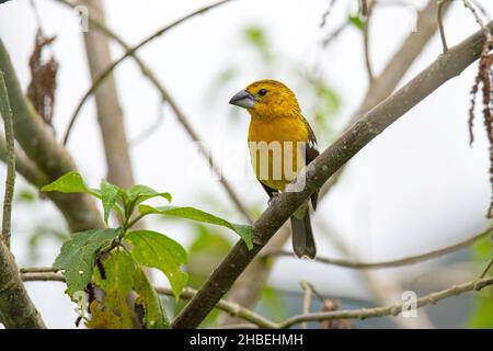 Golden Grosbeak Pheucticus chrysogaster Refugio Paz del las Aves, Pichincha, Ecuador 6. Dezember 2019 Erwachsener Frau Thraupidae Stockfoto