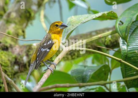 Golden Grosbeak Pheucticus chrysogaster Refugio Paz del las Aves, Pichincha, Ecuador 6. Dezember 2019 Erwachsener Frau Thraupidae Stockfoto