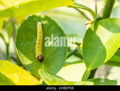 Caterpillar of Silver Spotted Skipper auf einer Kalkpflanze Stockfoto