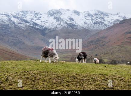 Herdwick Schafe grasen in Great Langdale und blicken auf den schneebedeckten Wrynose Fell, Lake District National Park, Cumbria, Großbritannien Stockfoto