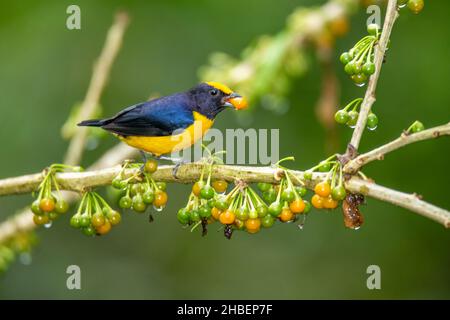 Orangebauchige Efonia eufonia xanthogaster Alambi Reserve, Pinchicha< Ecuador 6 December 2019 Erwachsener, Männlich Fringillidae Stockfoto