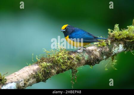 Orangebauchige Efonia Peufonia xanthogaster Milpe Bird Sanctuary, Pinchicha, Ecuador 8. Dezember 2019 Erwachsener, Männlich Fringillidae Stockfoto