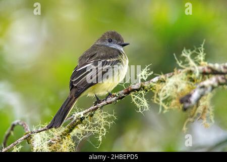 Blasskantiger Fliegenfänger Myiarchus cepalotes Cabanas San Isidro, Napo, Ecuador 13. Dezember 2019 Erwachsener Tyrannidae Stockfoto