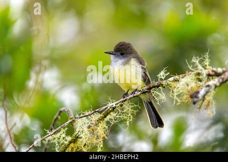 Blasskantiger Fliegenfänger Myiarchus cepalotes Cabanas San Isidro, Napo, Ecuador 13. Dezember 2019 Erwachsener Tyrannidae Stockfoto
