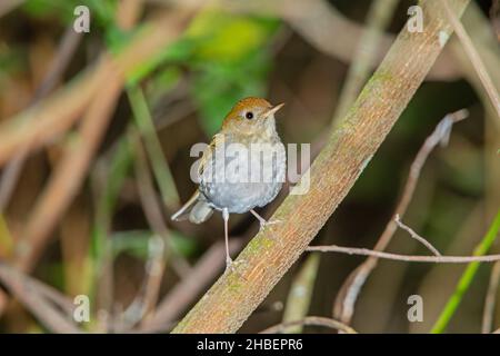 Roddy-capped Nightingale-Thrush Catharus frantzii Cerro de San Juan, Nayarit, Mexiko 3. März 2018 Erwachsener Turdidae Stockfoto