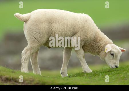 Nahaufnahme eines jungen männlichen Lammes im Frühling, nach rechts gerichtet und grast auf grünem Gras in den Yorkshire Dales, England. Hintergrund bereinigen. Horizontal. Stockfoto