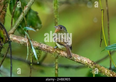 Rotbrustschnäpper Leptopogon rufipectus Cabanas San Isidro, Napo, Ecuador 13. Dezember 2019 Erwachsener Tyrannidae Stockfoto