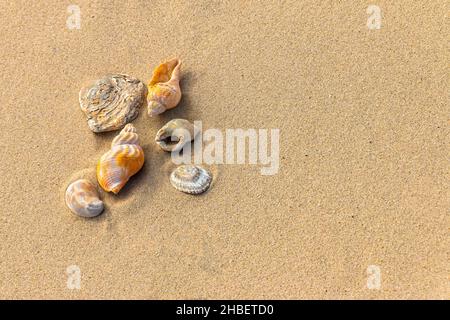 Auswahl von Muscheln auf glattem goldenem Sand am Strand in Dorset. Platz oder Hintergrund kopieren Stockfoto