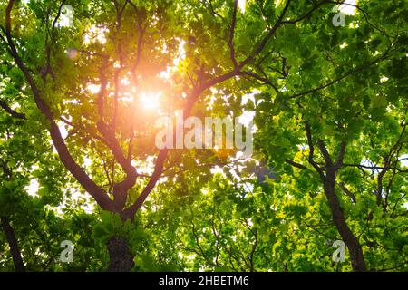 Grüne Blätter eines Baumes auf dem Hintergrund eines blauen Himmels. Natürlicher Hintergrund. Sonnenlicht, das durch das grüne Laub einer Eiche geht. Stockfoto