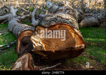 Bäume abschneiden. Gesägte Holzstämme liegen auf dem Gras. Reinigung des Parks von alten, kranken Bäumen. Stockfoto